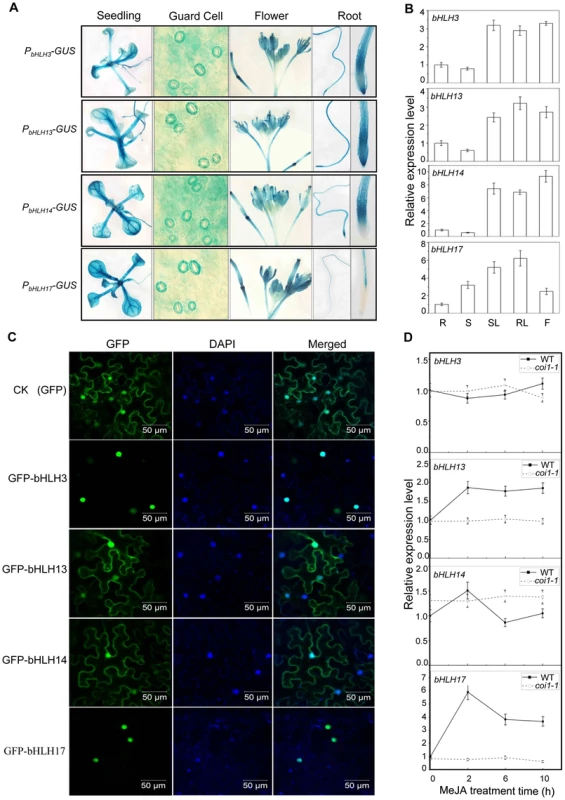 Expression patterns and subcellular localizations of bHLH3, bHLH13, bHLH14 and bHLH17.