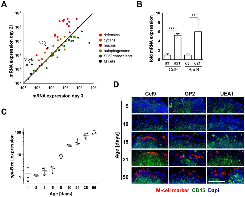 Absence of mature M cells in the neonatal small intestine.