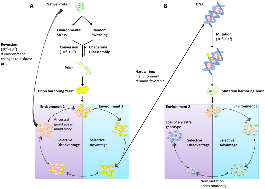 Trade-offs between prion switching and genetic mutation.