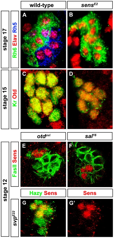Sens is required for Rh5-PR identity and acts in parallel with Otd.