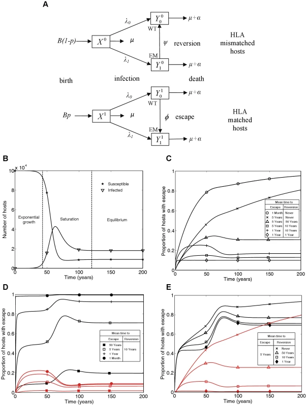 A mathematical model of within-host evolution and between-host transmission of escape mutants at a single CTL epitope.