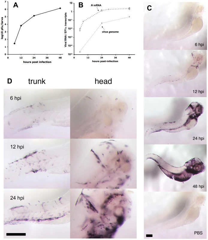 Progress of IHNV infection.