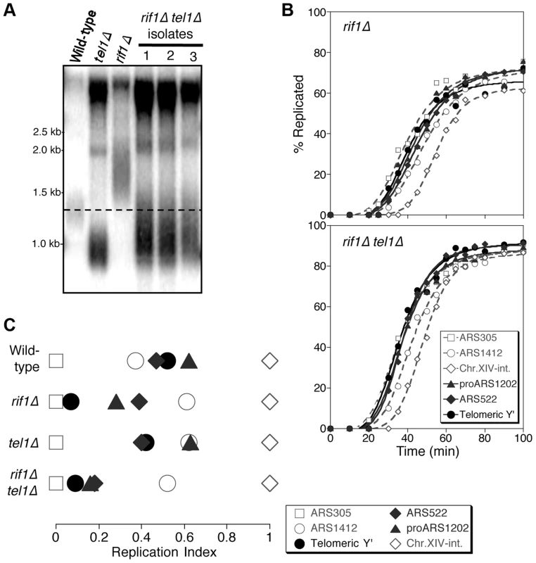 Rif1 acts downstream of Tel1 in regulating telomere replication time.