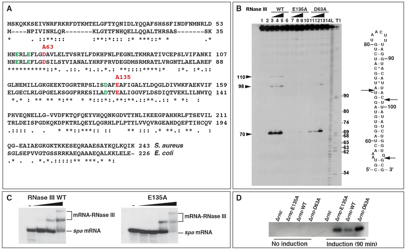 Effect of mutations in the catalytic site of <i>Staphylococcus aureus</i> RNase III.