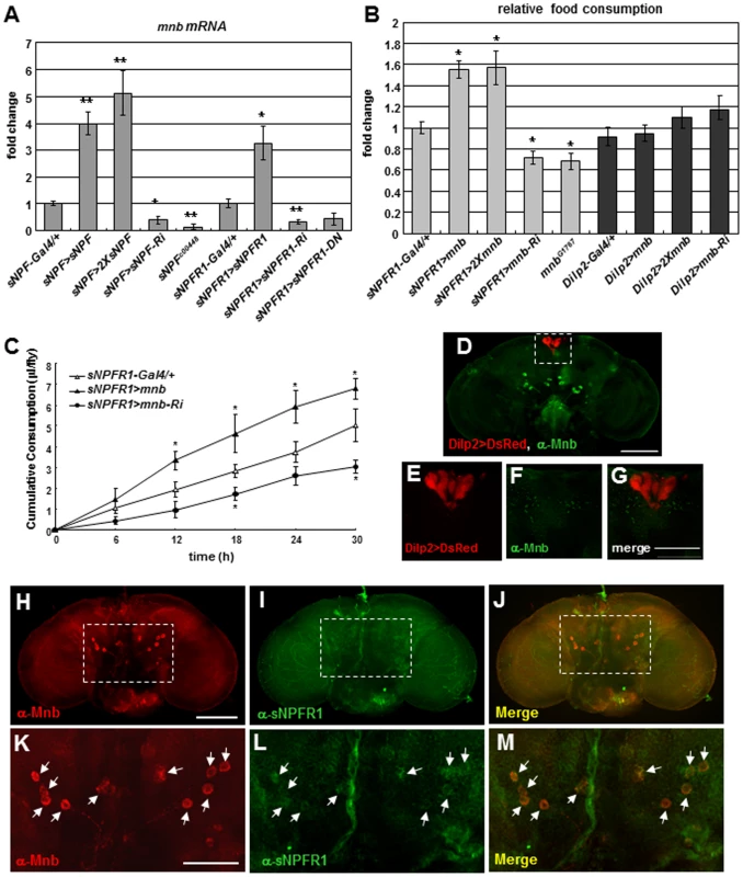 Expression and distribution of <i>Drosophila mnb</i> in adults in relation to <i>sNPF</i>, <i>sNPFR1</i>, and feeding.