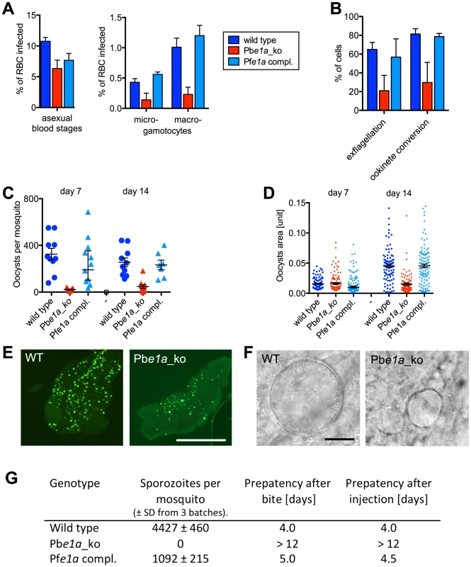 Role of BCKDH during sexual development and in mosquito stages of <i>P. berghei</i>.