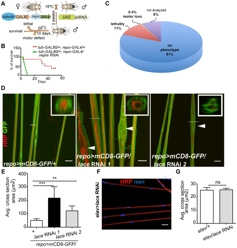Primary screening and <i>lace</i> phenotype.