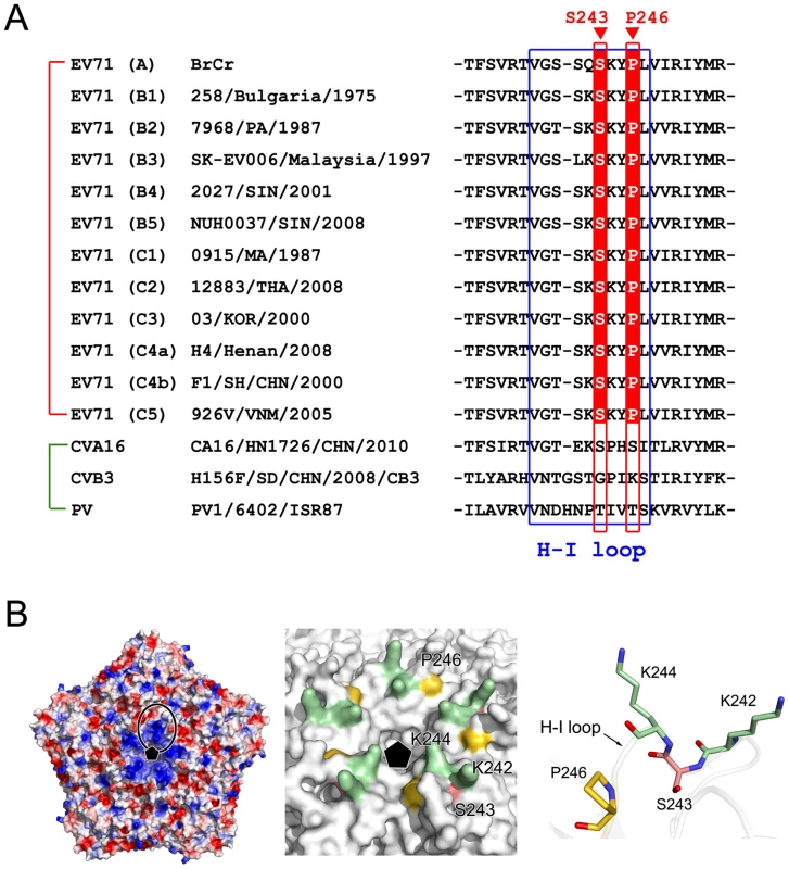 The active site of CypA in EV71 VP1.