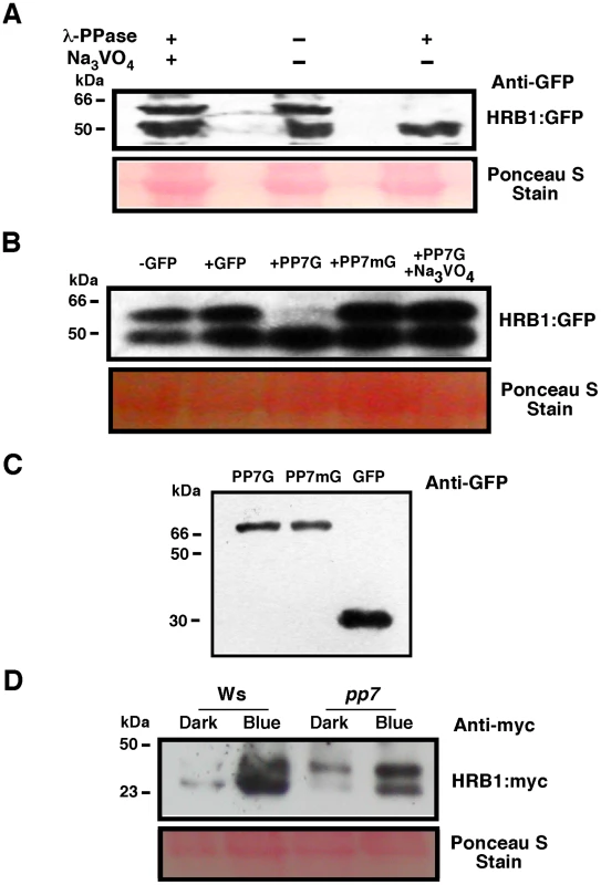 PP7 dephosphorylates HRB1.