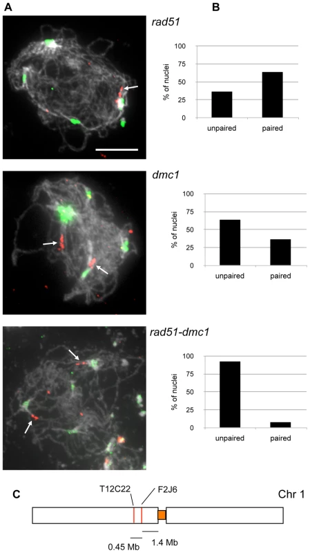 Centromeric pairing of chromosome 1 in <i>rad51</i>, <i>dmc1</i>, and <i>rad51 dmc1</i> mutants.