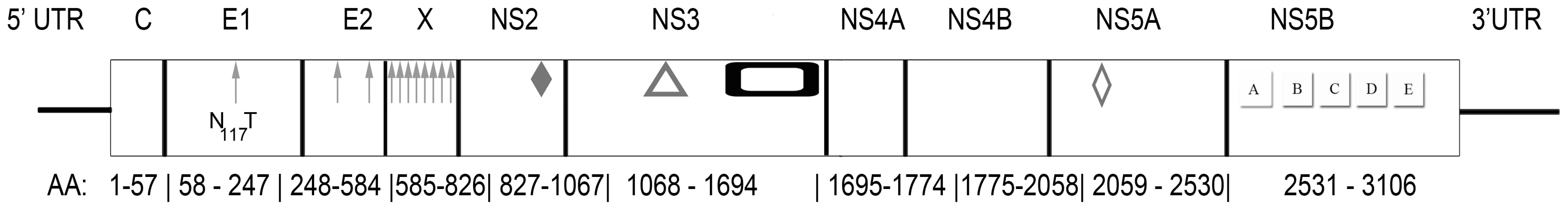 Genomic organization of GBV-D, a novel flavivirus identified in the sera of frugivorous bats in Bangladesh.