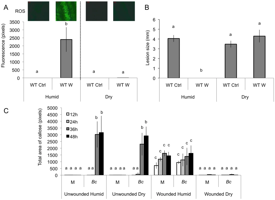 The effect of humidity on resistance to <i>B. cinerea</i>, ROS and callose accumulation after wounding.