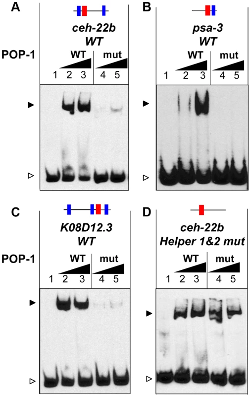 The C-clamp of POP-1 facilitates binding to DNA containing Helper sites.
