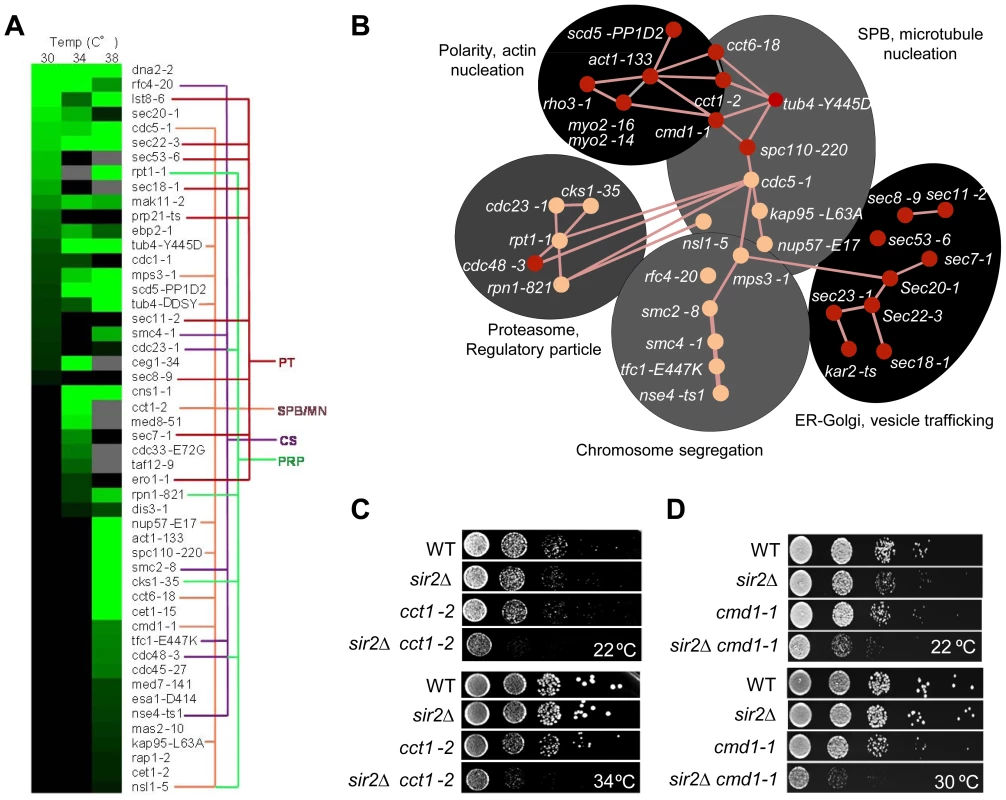 Genetic interactions of <i>SIR2</i> with essential genes.