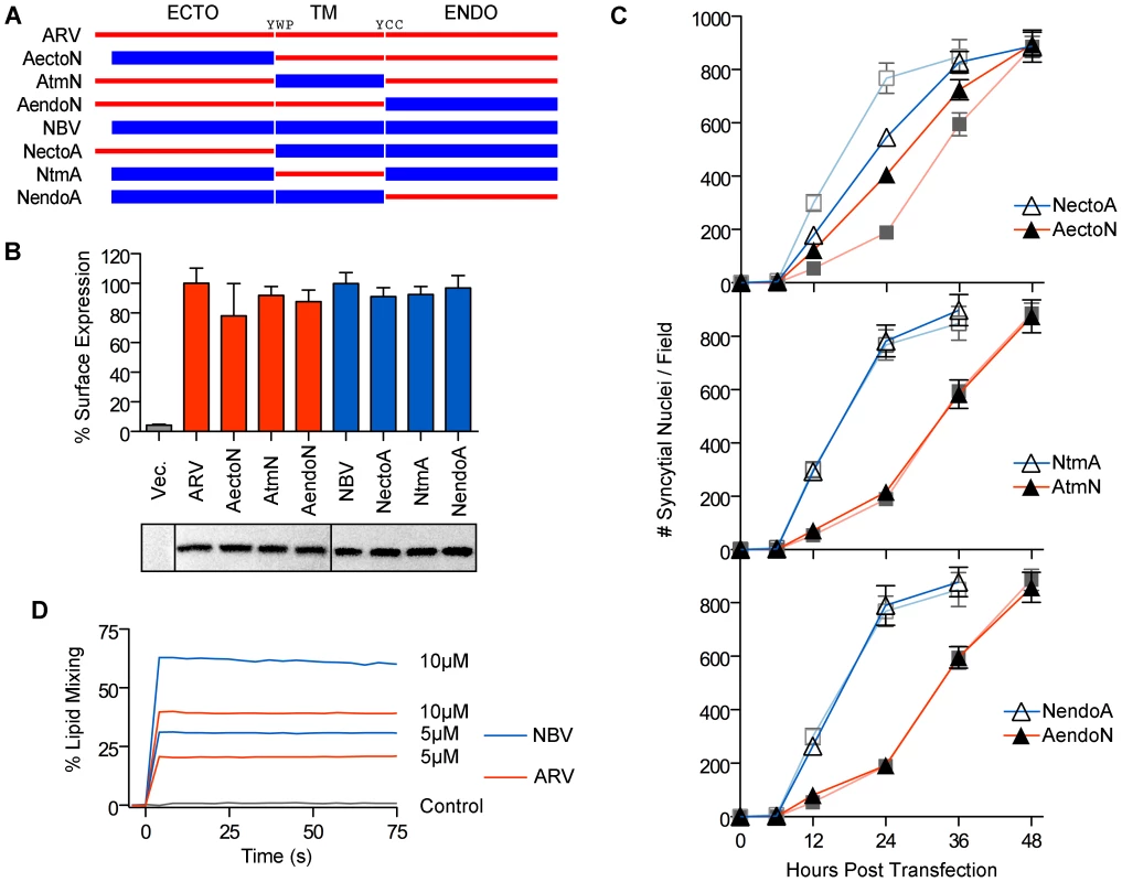 The p10 ectodomains are major determinants of syncytiogenic efficiency and lipid mixing activity.