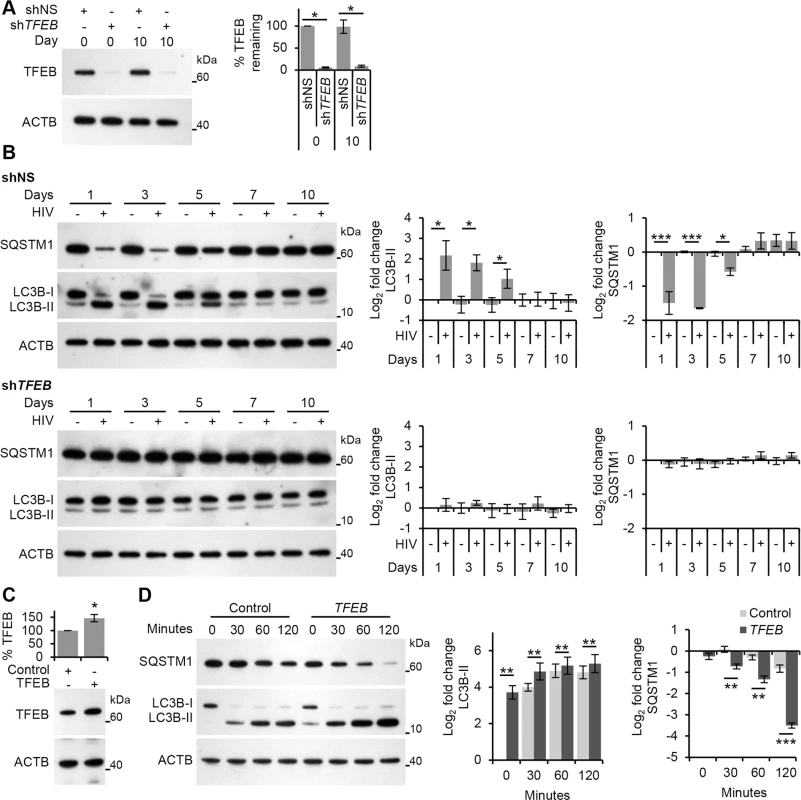 HIV-mediated autophagy induction is dependent upon TFEB.
