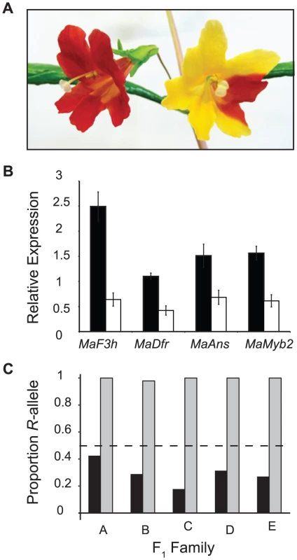A <i>cis</i>-regulatory mutation in <i>MaMyb2</i> alters anthocyanin enzyme expression and flower color.