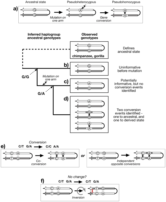 Recognition of gene conversion, co-conversion and inversion events.