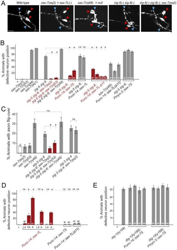 Genetic interactions between <i>zig-5, zig-8</i> and <i>sax-7</i>.