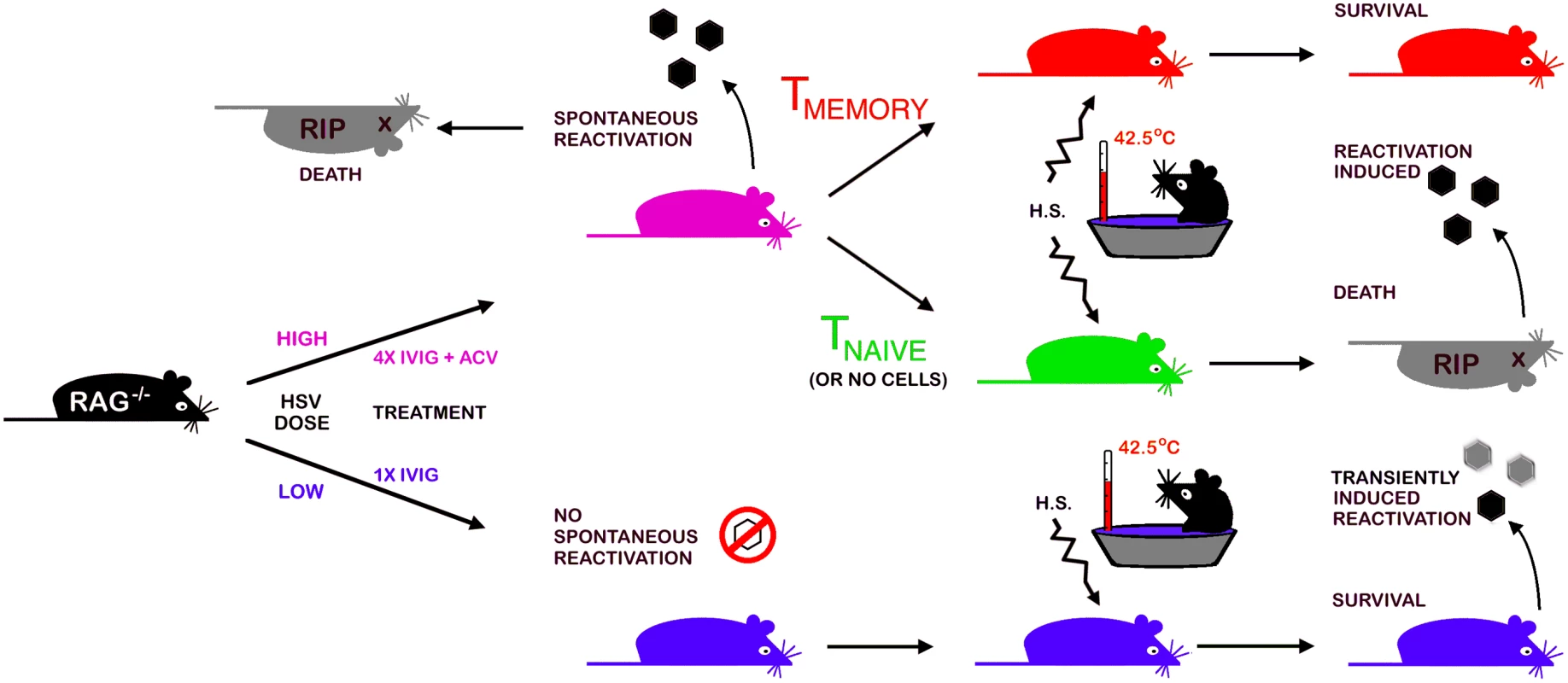 A schematic depicting the Rag-latency model.