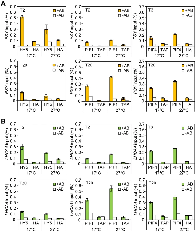 Chromatin immunoprecitation assays for 35S::HA-HY5, 35S::TAP-PIF1 and 35S::PIF4-HA grown in red-diurnals at 17°C and 27°C.