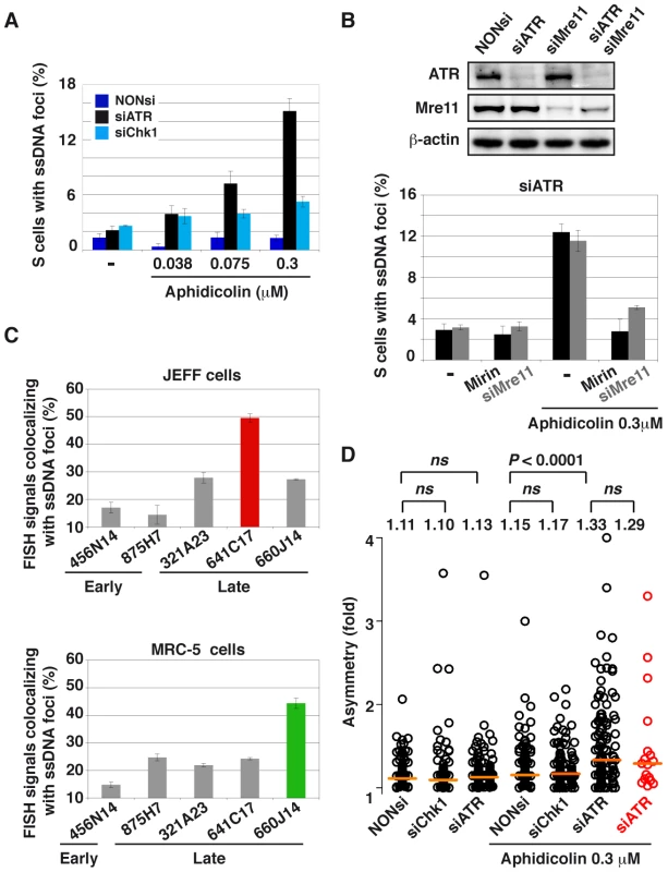 ATR-depletion enhances formation of ssDNA foci and fork asymmetry.