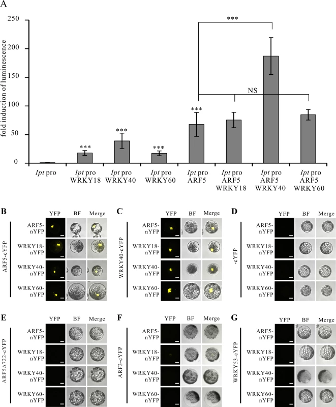 WRKY40 and ARF5 protein interaction potentiates <i>Ipt</i> promoter activity.