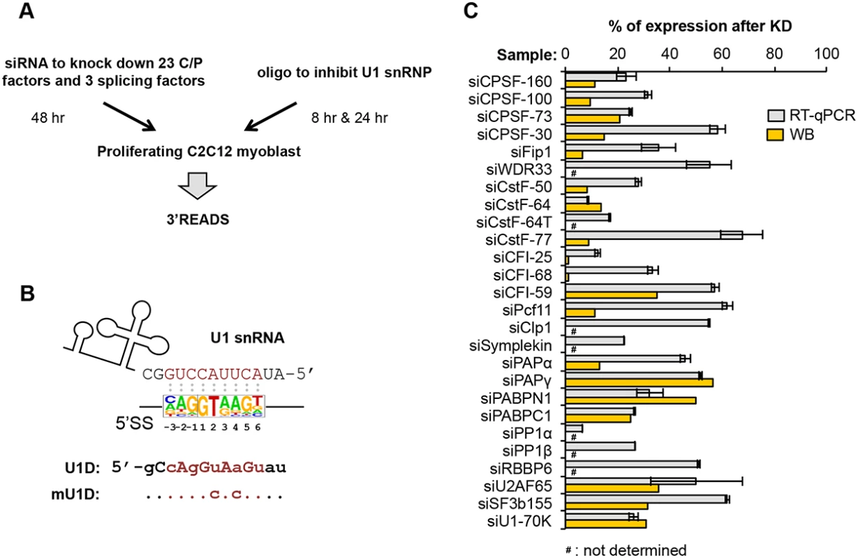 Systematic analysis of APA events modulated by C/P and splicing factors.