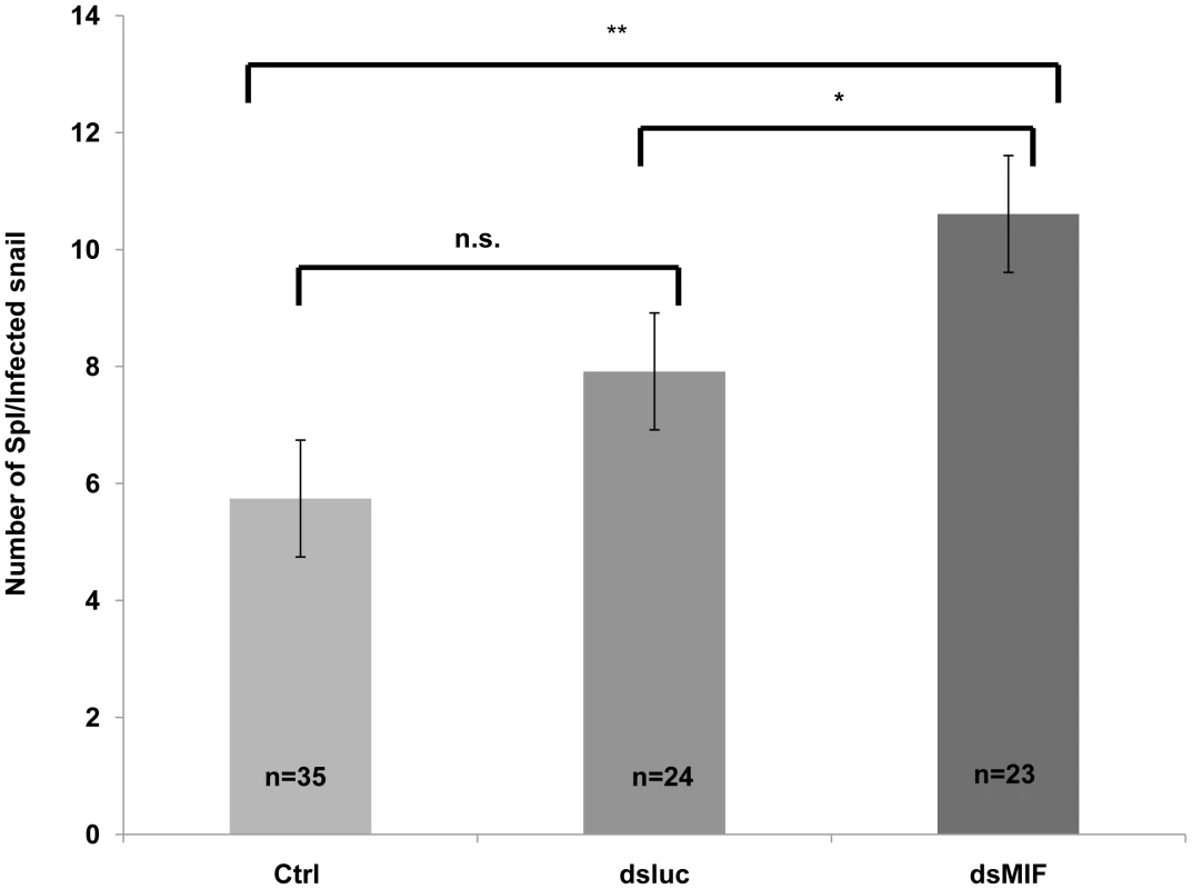 BgMIF controls the infectivity of <i>S.mansoni</i>.