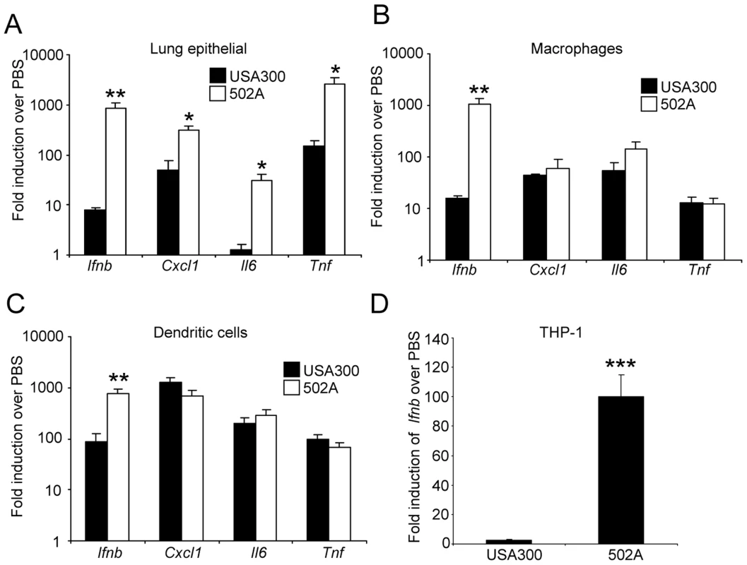 <i>S. aureus</i> 502A has enhanced induction of type I IFN signaling.