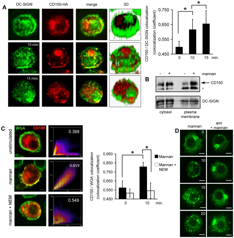 DC-SIGN ligation causes SMase dependent membrane redistribution of CD150 from intracellular compartments in DCs.