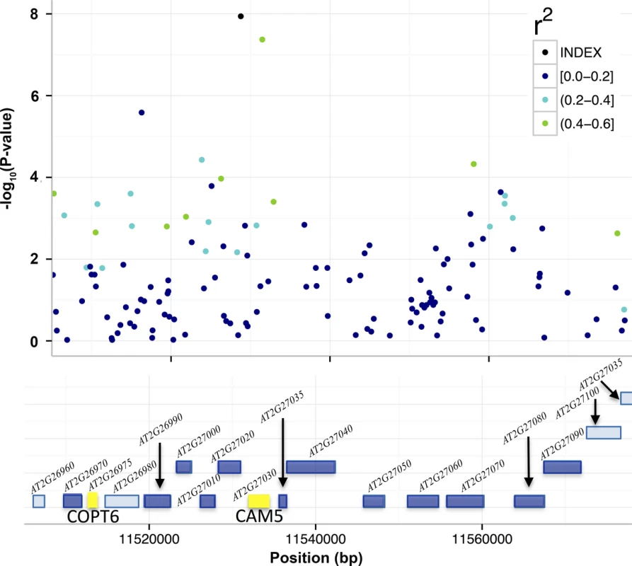 T-DNA analyses to identify candidate genes for the associations to mean leaf molybdenum concentrations.