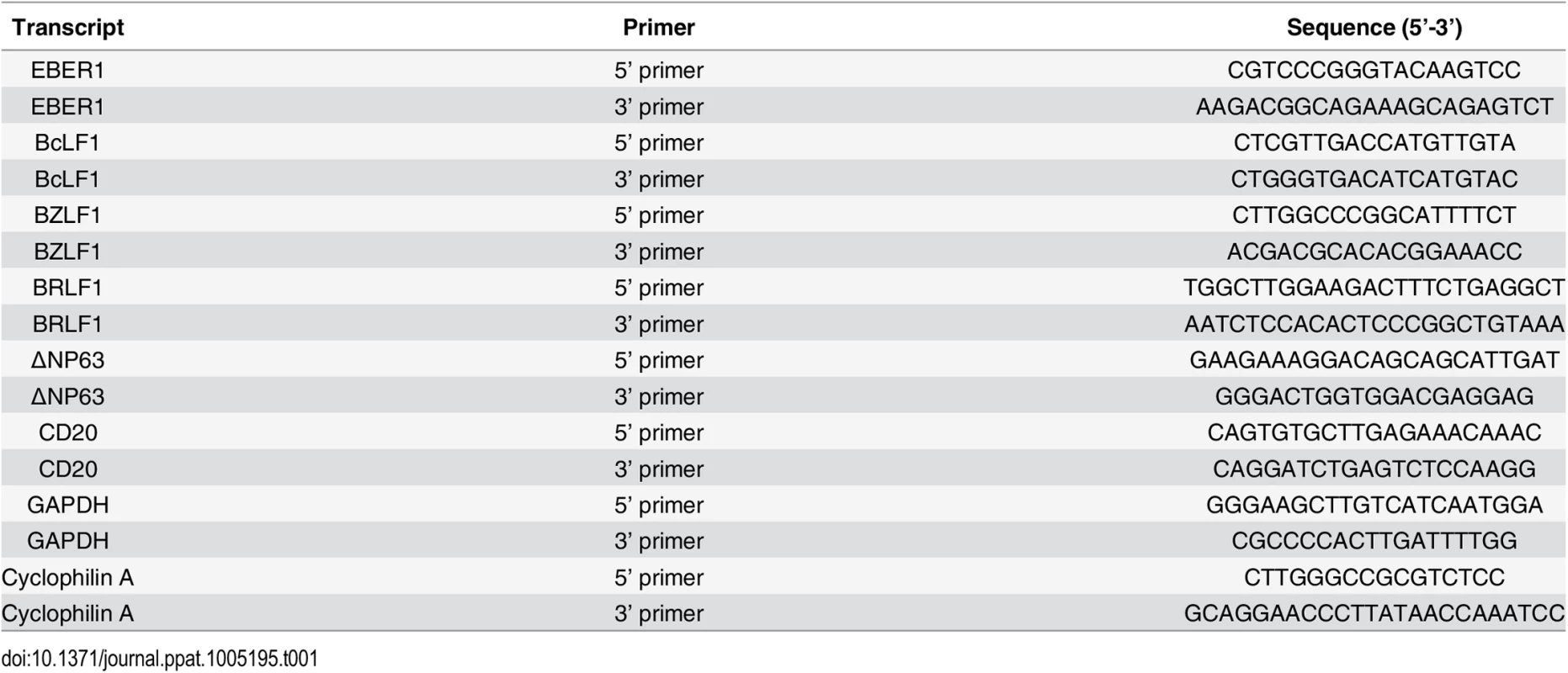 Primers used for RT-qPCR studies.