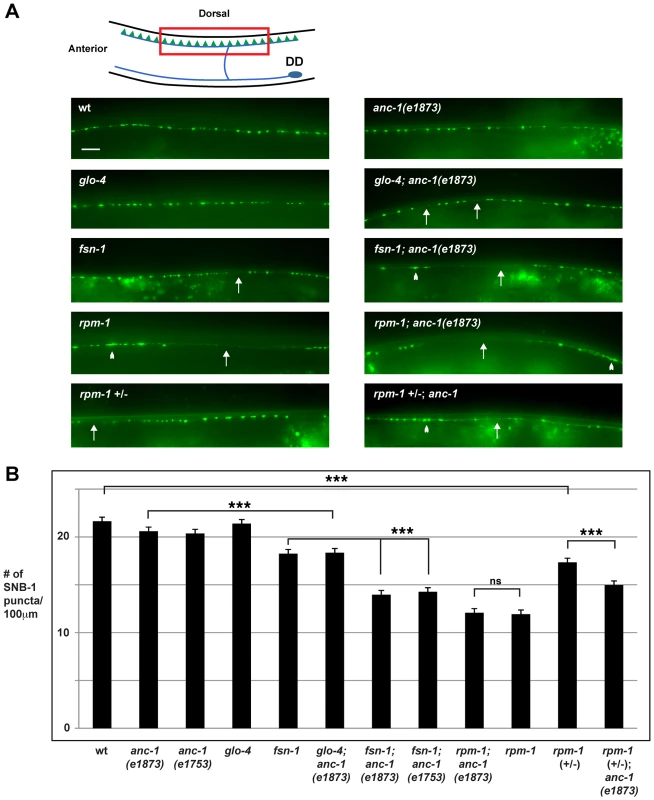 <i>anc-1</i> regulates synapse formation in the GABAergic motor neurons.