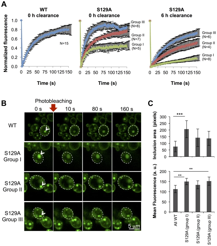 Inclusions formed by S129A aSyn-GFP are more heterogeneous than the ones formed by WT aSyn-GFP.