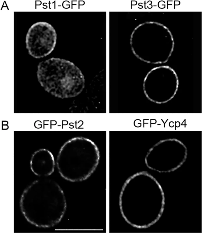 Plasma membrane localization of the <i>C</i>. <i>albicans</i> FLP proteins.