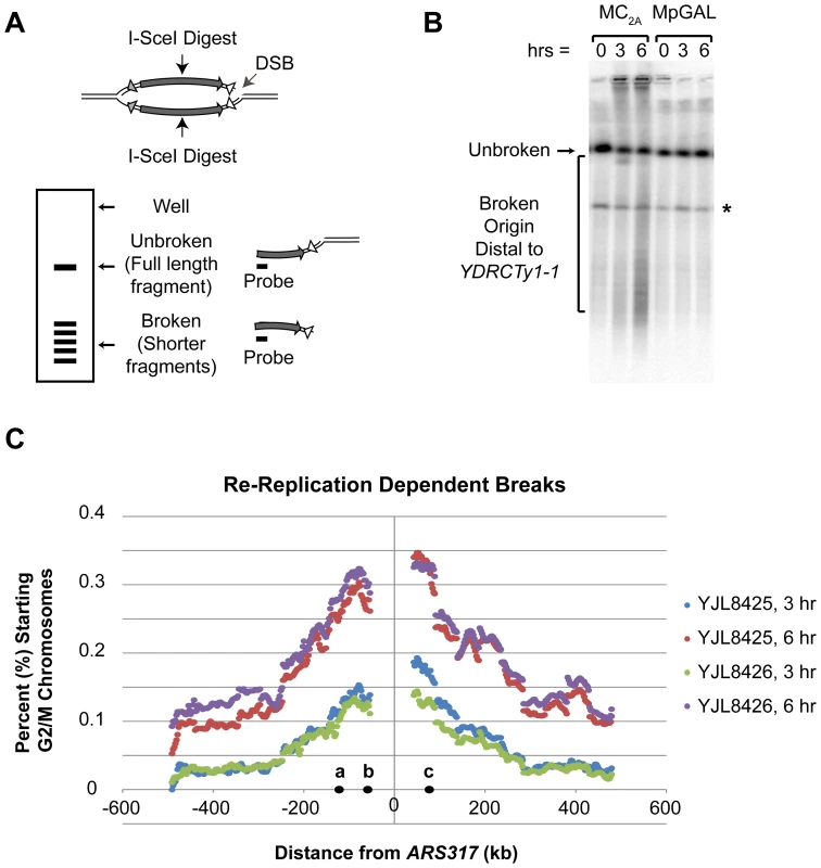 Re-replication induces double-stranded DNA breaks distal to flanking repetitive elements.