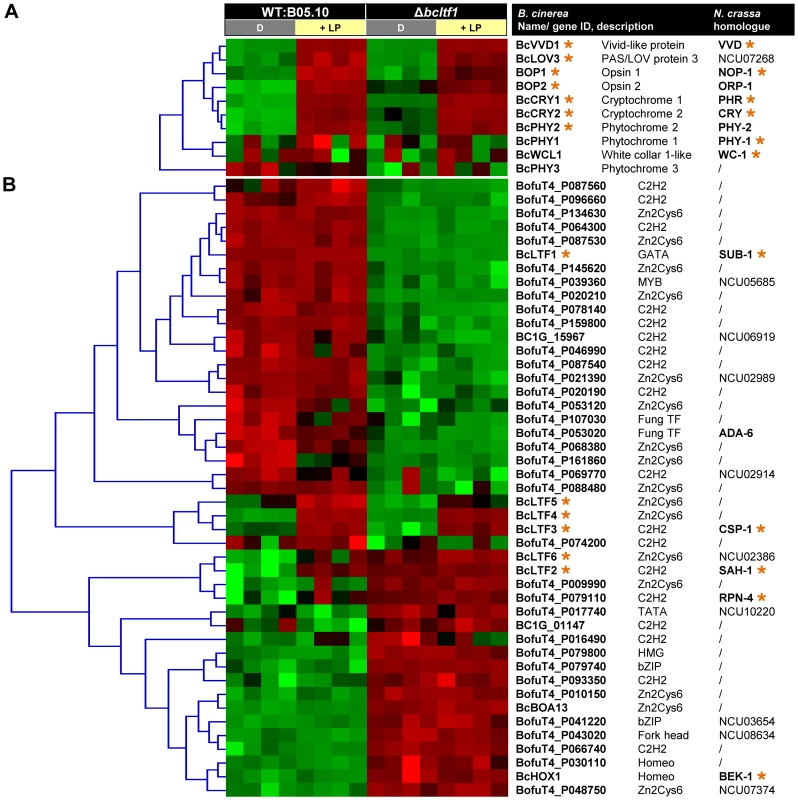Differentially expressed genes may encode regulators of light-dependent differentiation.