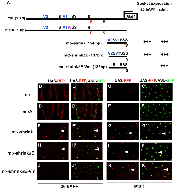 Condensed spacing of transcription factor motifs converts the cell-type specificity of the mα enhancer.