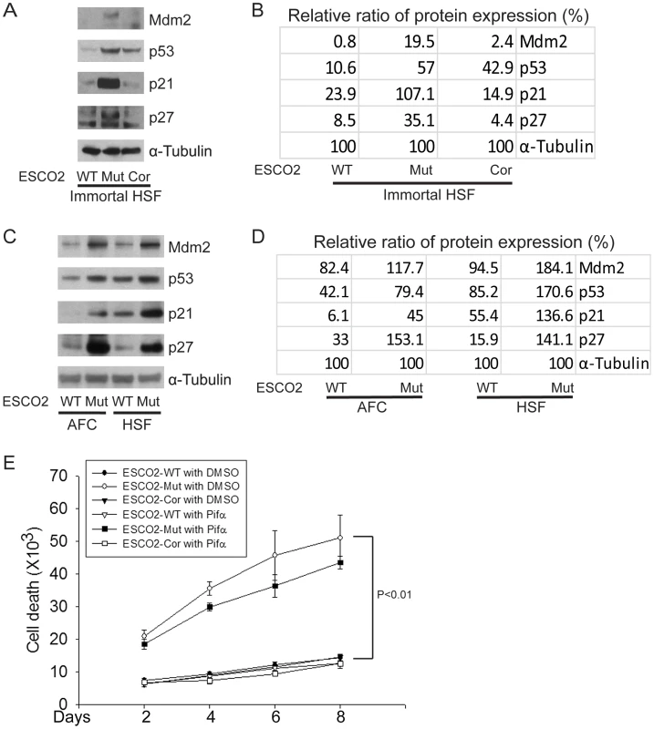 The p53 pathway is upregulated in RBS cells.