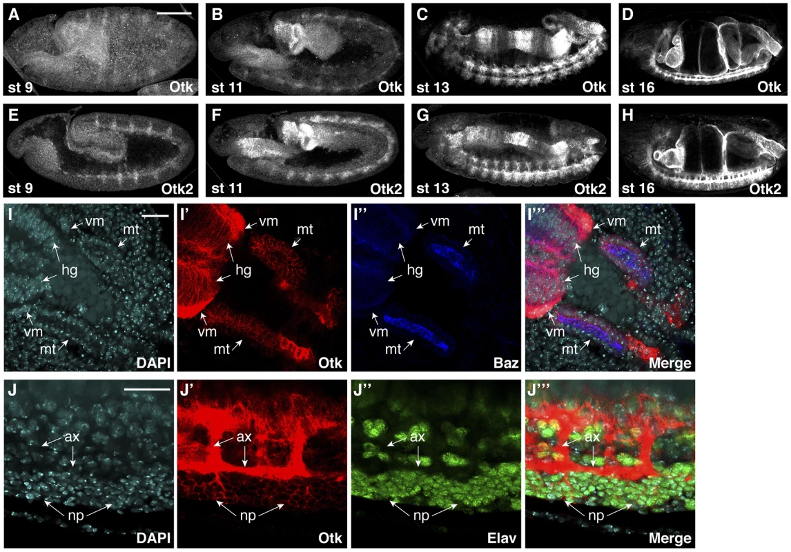 Protein expression of Off-track and Off-track2 in embryos.