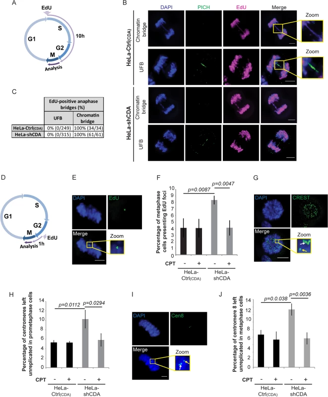 CDA deficiency impedes the completion of DNA replication by the end of S phase, leading to the formation of UFB-containing unreplicated DNA.