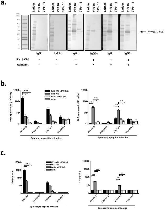 Immunization induces systemic, cross-serotype, type I immune responses.