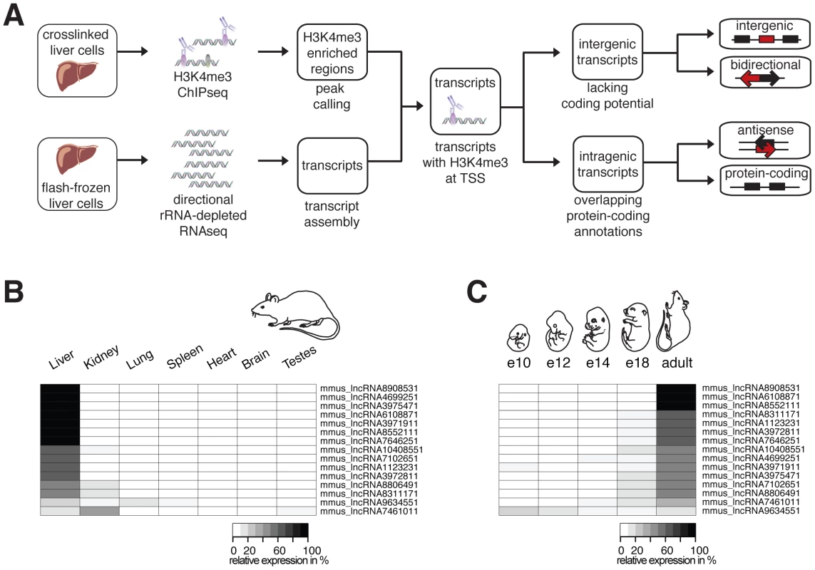 Identification and characterization of ncRNAs in Mmus.