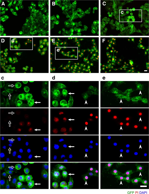 ETX induces rapid internalization of rMAL that precedes or coincides with cell death.