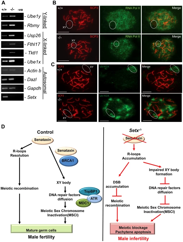 Aberrant meiotic sex chromosome inactivation in <i>Setx<sup>−/−</sup></i> mice.