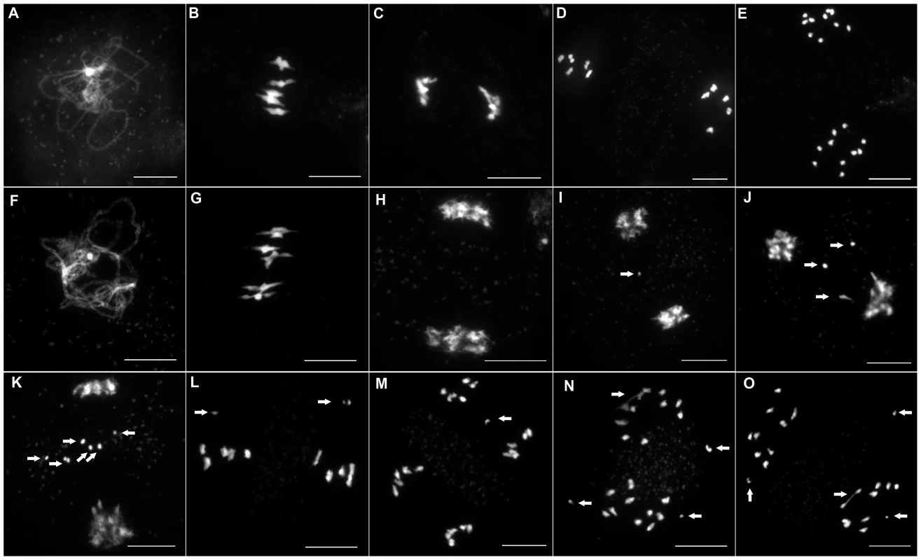 Male meiosis in wild-type and in <i>Atmcm8</i>.