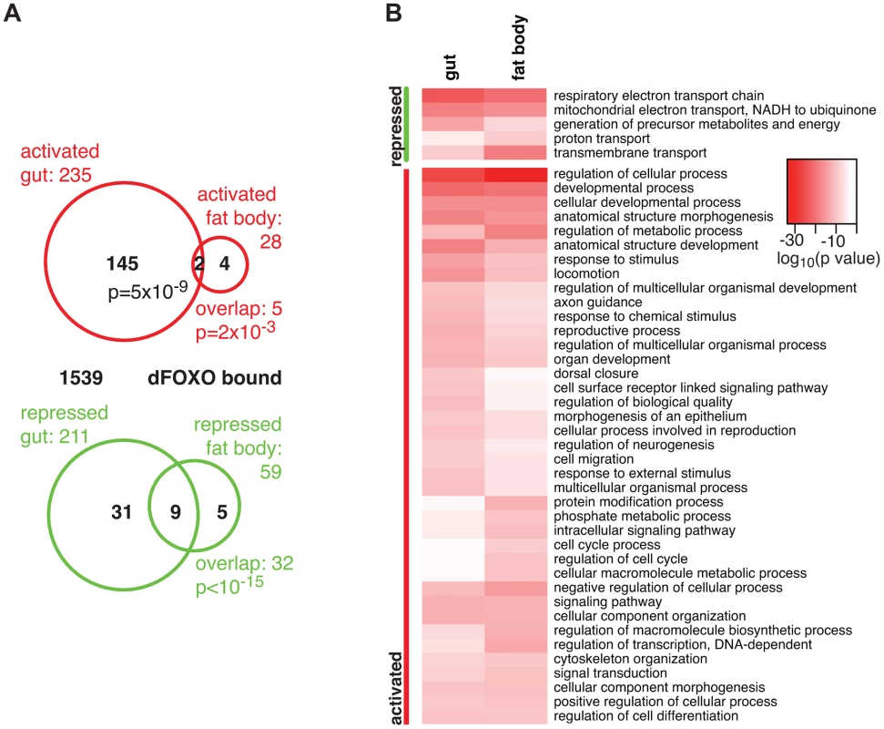 dFOXO targets in the adult gut and fat body.