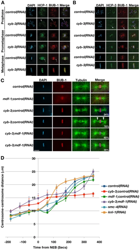 CYB-3 depletion leads to altered metaphase kinetochore geometry and premature spindle pole separation.