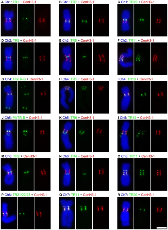 Association of satellite DNA sequences with CenH3-containing domains.